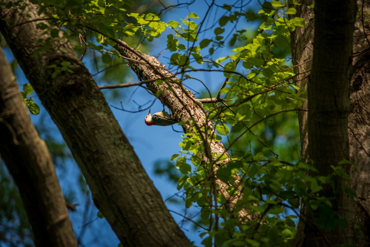 Red-bellied Woodpecker - Nathan Kennedy