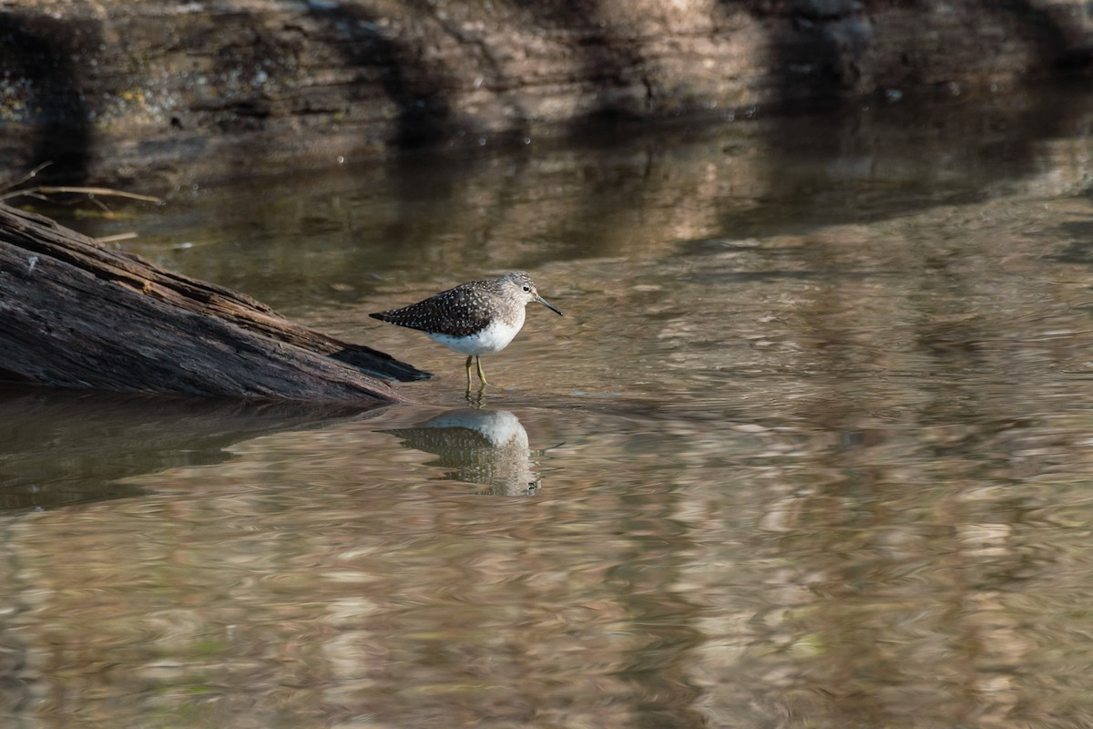 Solitary Sandpiper - Khoi Nguyen