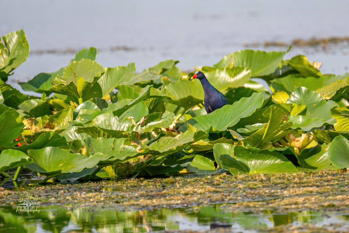 Purple Gallinule - Gary Hodge