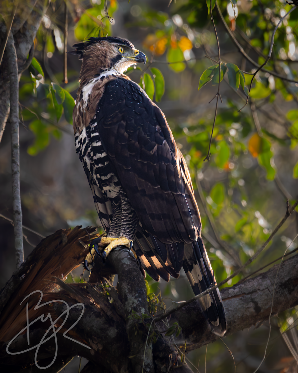 Ornate Hawk-Eagle - Brayan Martínez