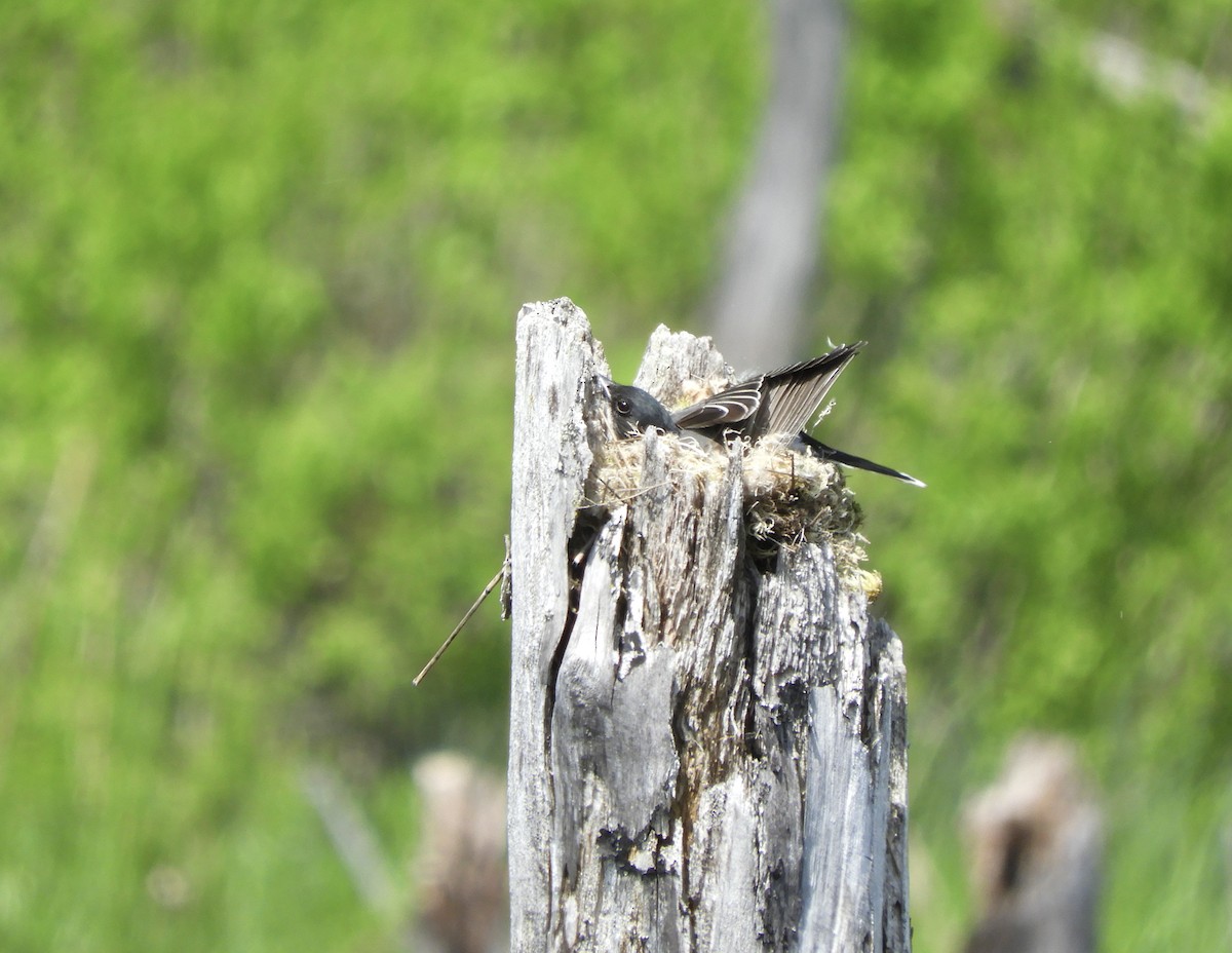 Eastern Kingbird - Suzie Bergeron