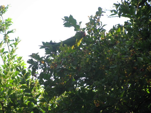 Meksika Yeşil Papağanı - ML619373185