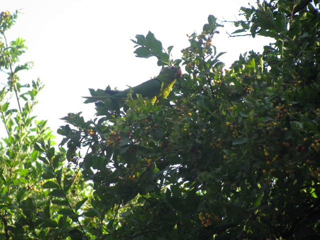 Green Parakeet - Ian Parrots