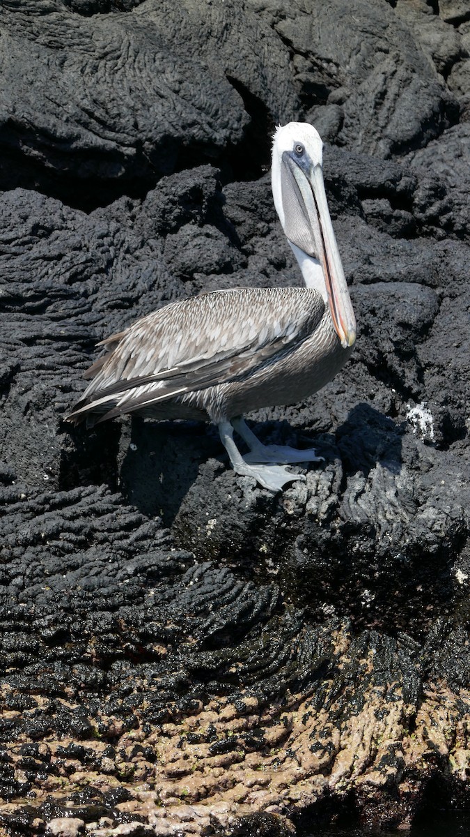 Brown Pelican (Galapagos) - stanlynn daugherty