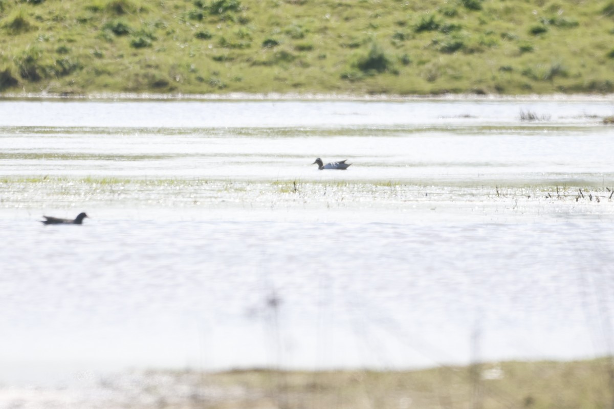 Garganey - Gareth Bowes