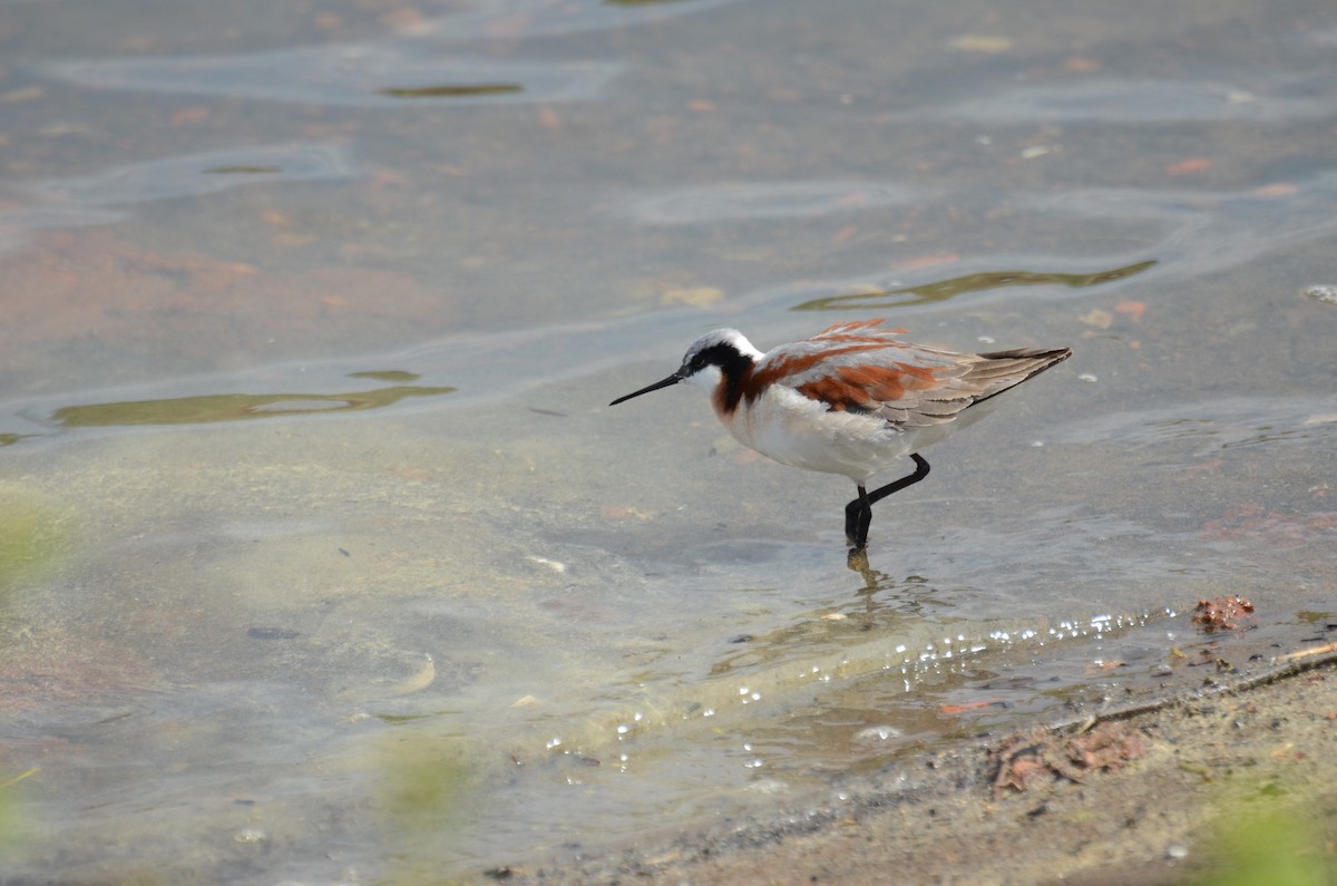 Phalarope de Wilson - ML619373193