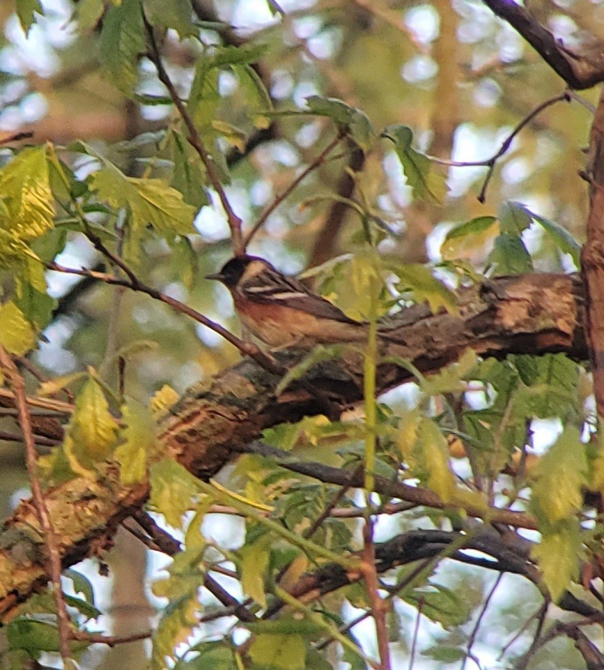 Bay-breasted Warbler - Neal Reilly