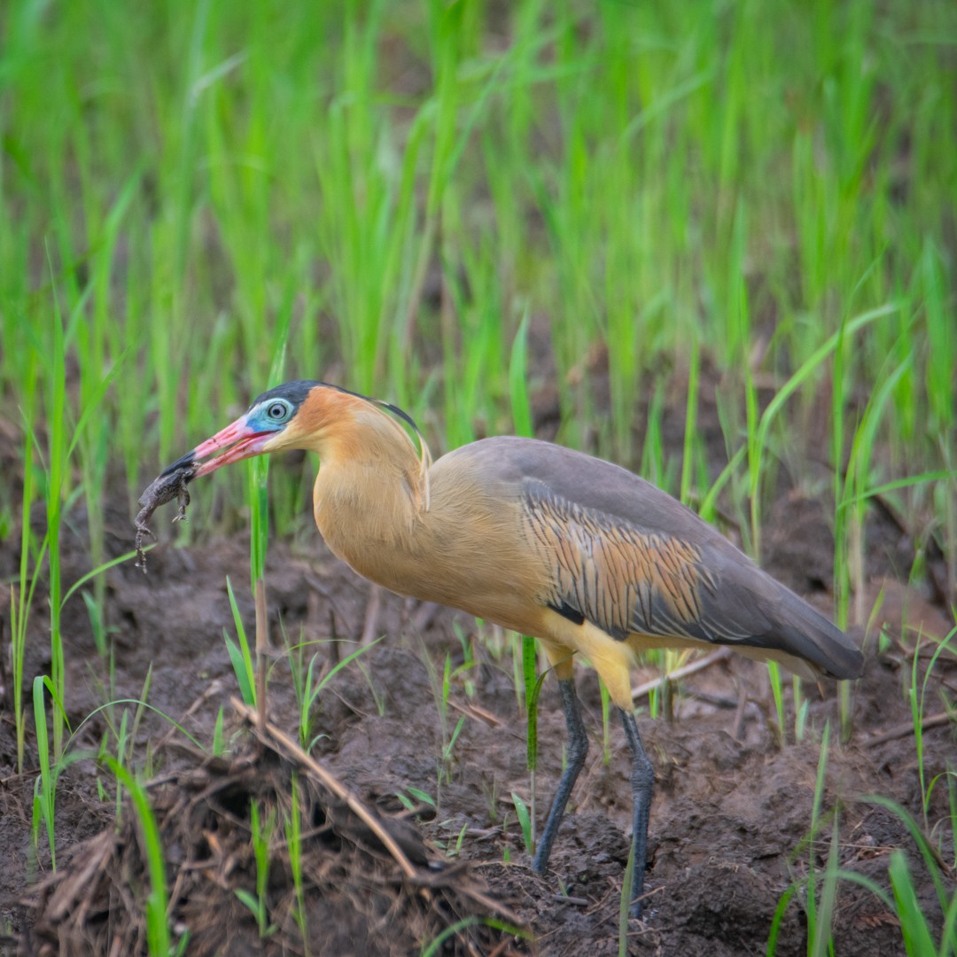 Whistling Heron - Juan Villamizar