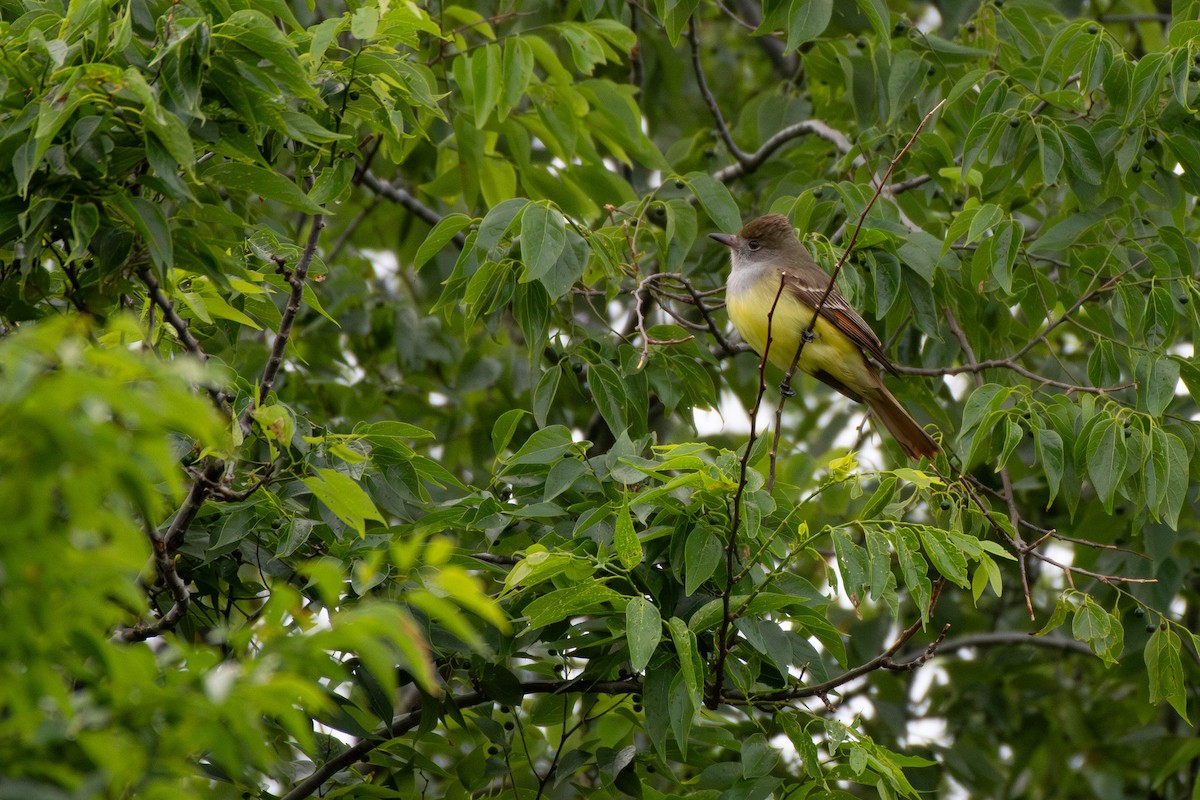 Great Crested Flycatcher - Kaleb Anderson