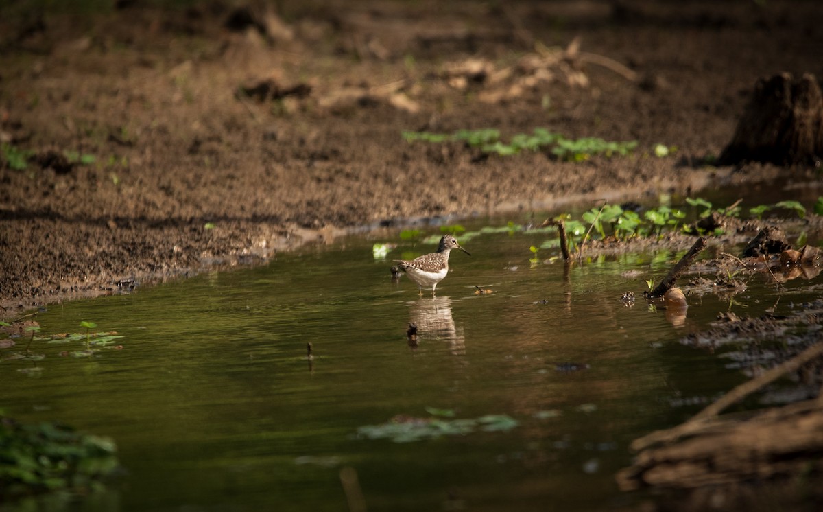 Solitary Sandpiper - Nathan Kennedy