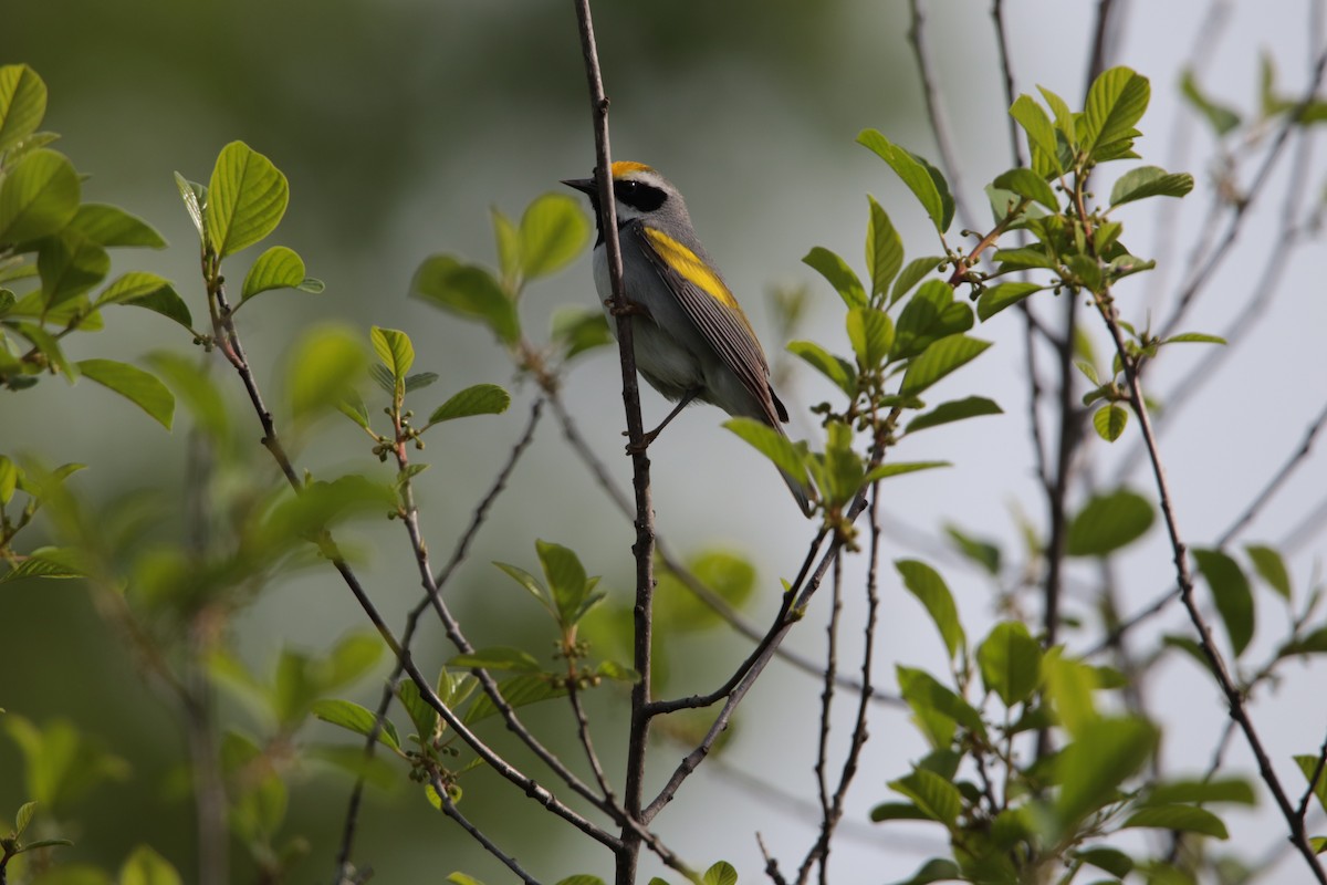 Golden-winged Warbler - Madeleine Lemire