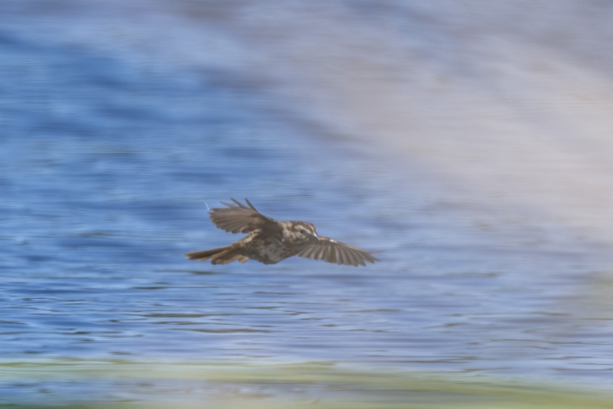 Song Sparrow - ML619373238