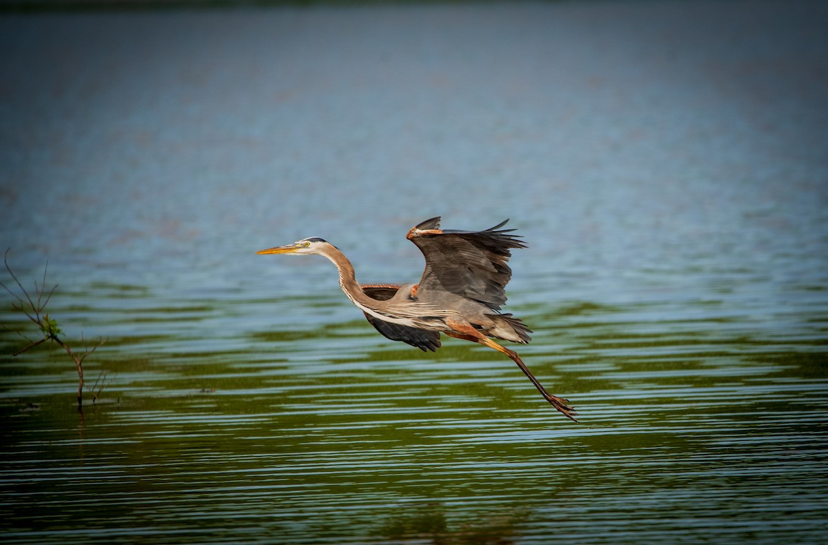 Great Blue Heron - Nathan Kennedy