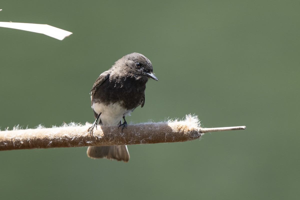 Black Phoebe - Steven Hunter