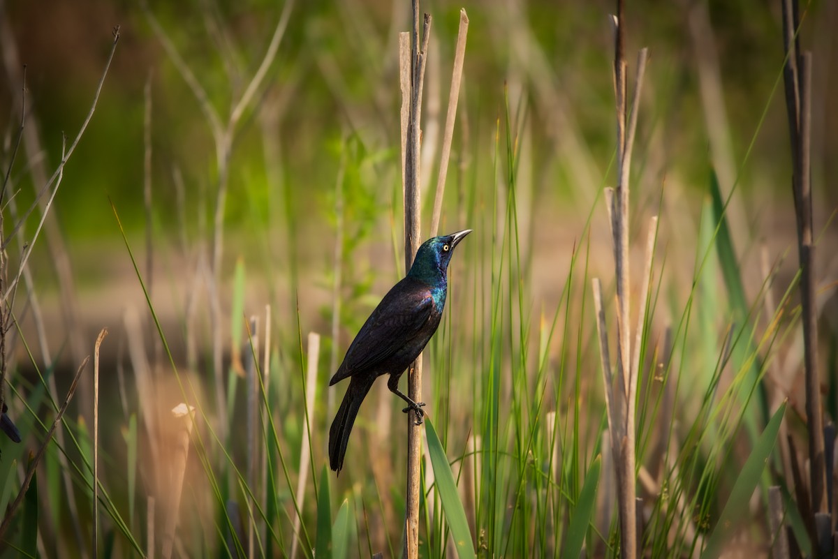 Common Grackle - Nathan Kennedy