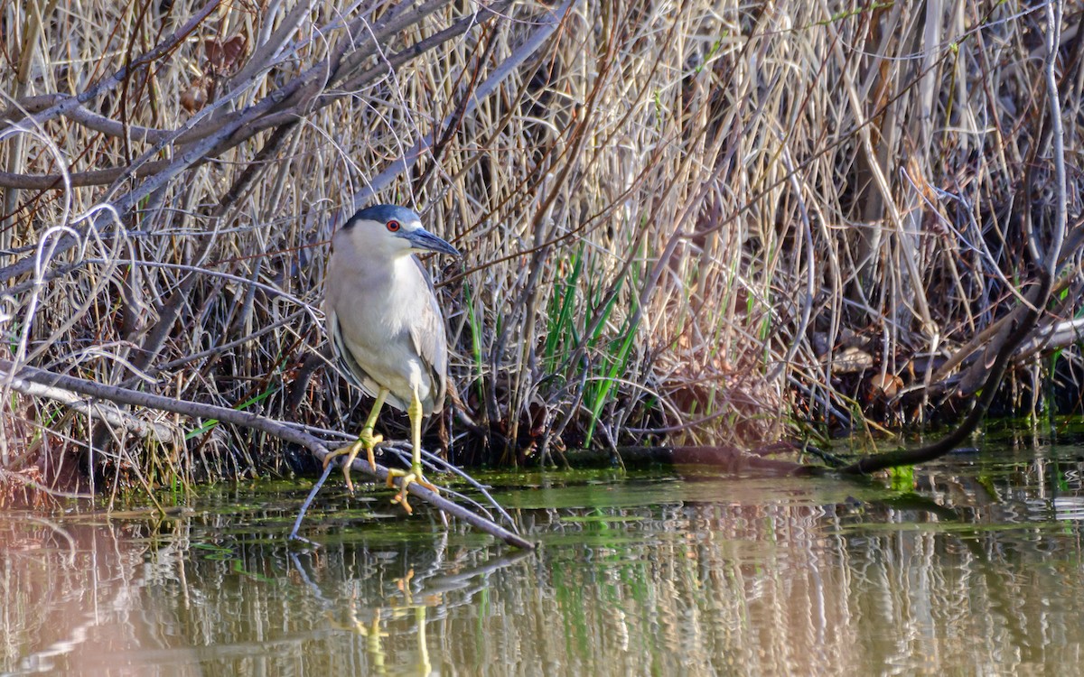 Black-crowned Night Heron - Khoi Nguyen