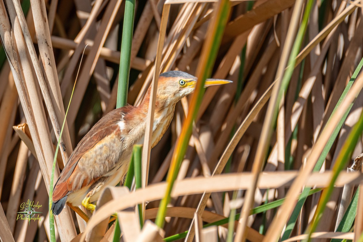 Least Bittern - Gary Hodge