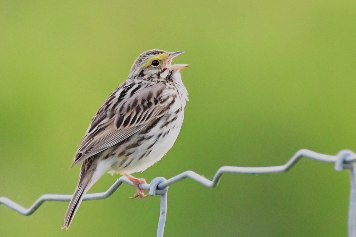 Savannah Sparrow - ML619373265