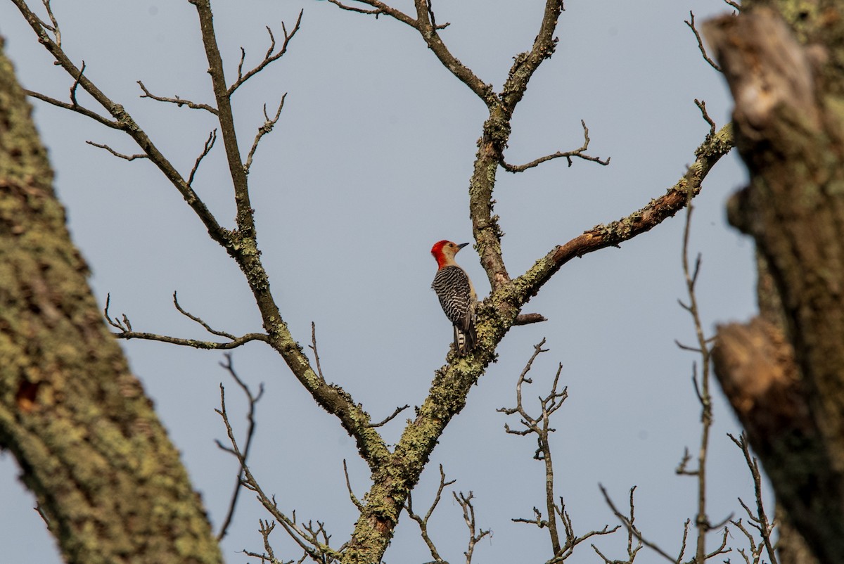 Red-bellied Woodpecker - Nathan Kennedy