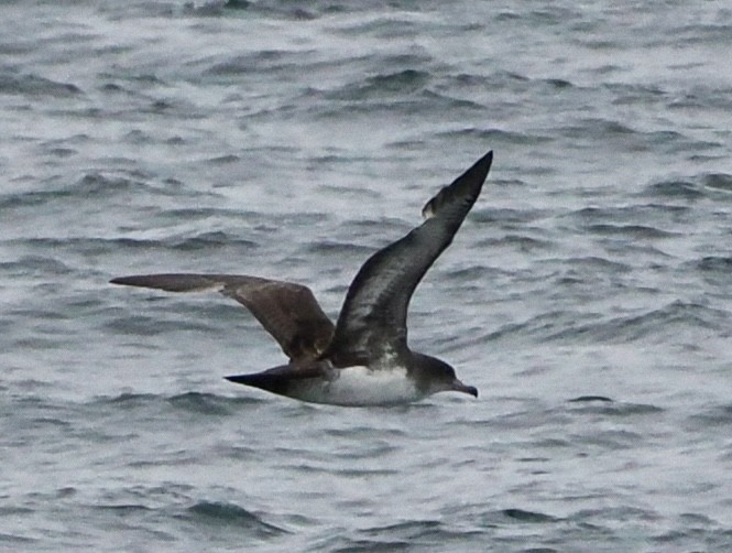 Pink-footed Shearwater - Annette Teng
