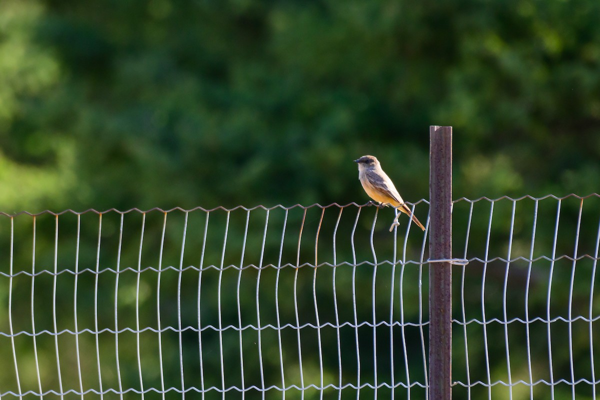 Say's Phoebe - Khoi Nguyen