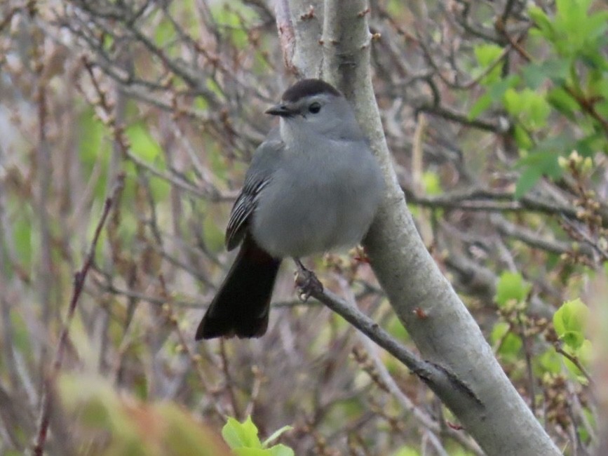 Gray Catbird - Nathan Petersen