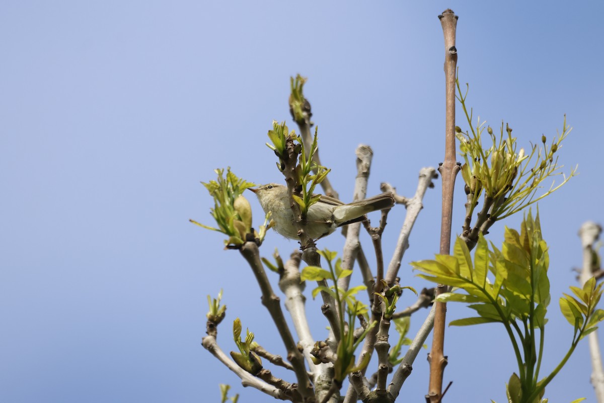 Common Chiffchaff - Gareth Bowes