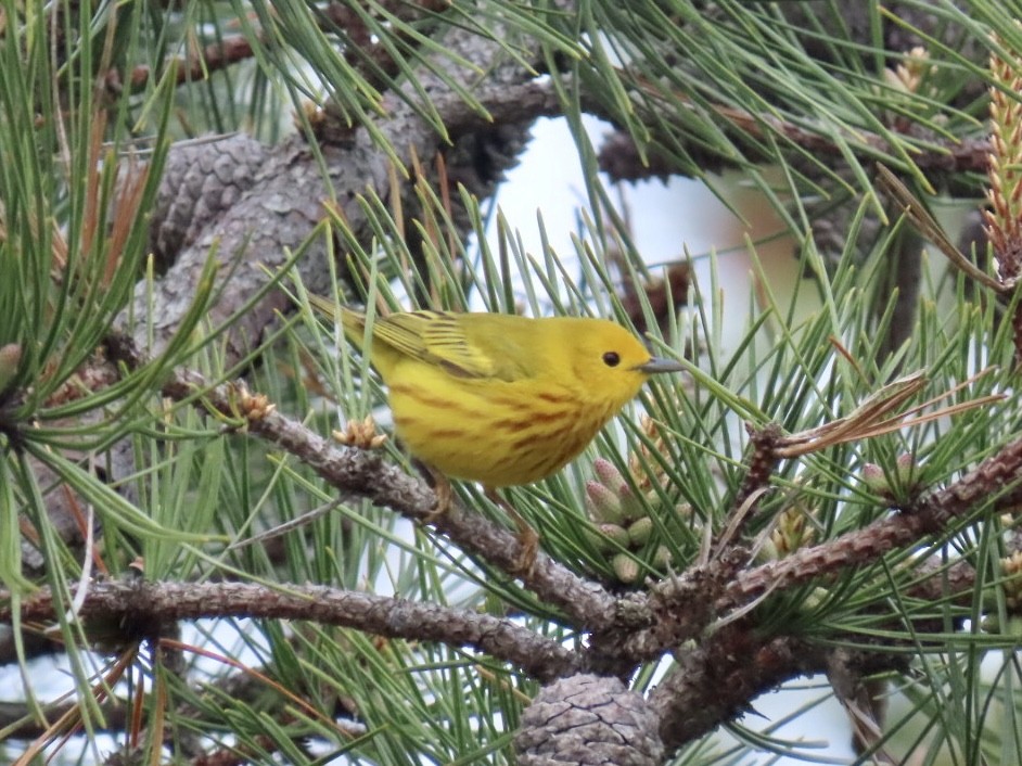 Yellow Warbler - ML619373298