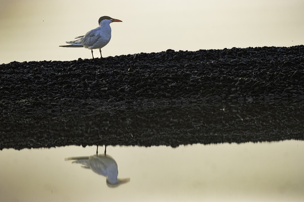 Caspian Tern - Paul Jones