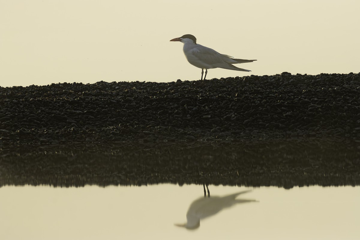 Caspian Tern - ML619373316