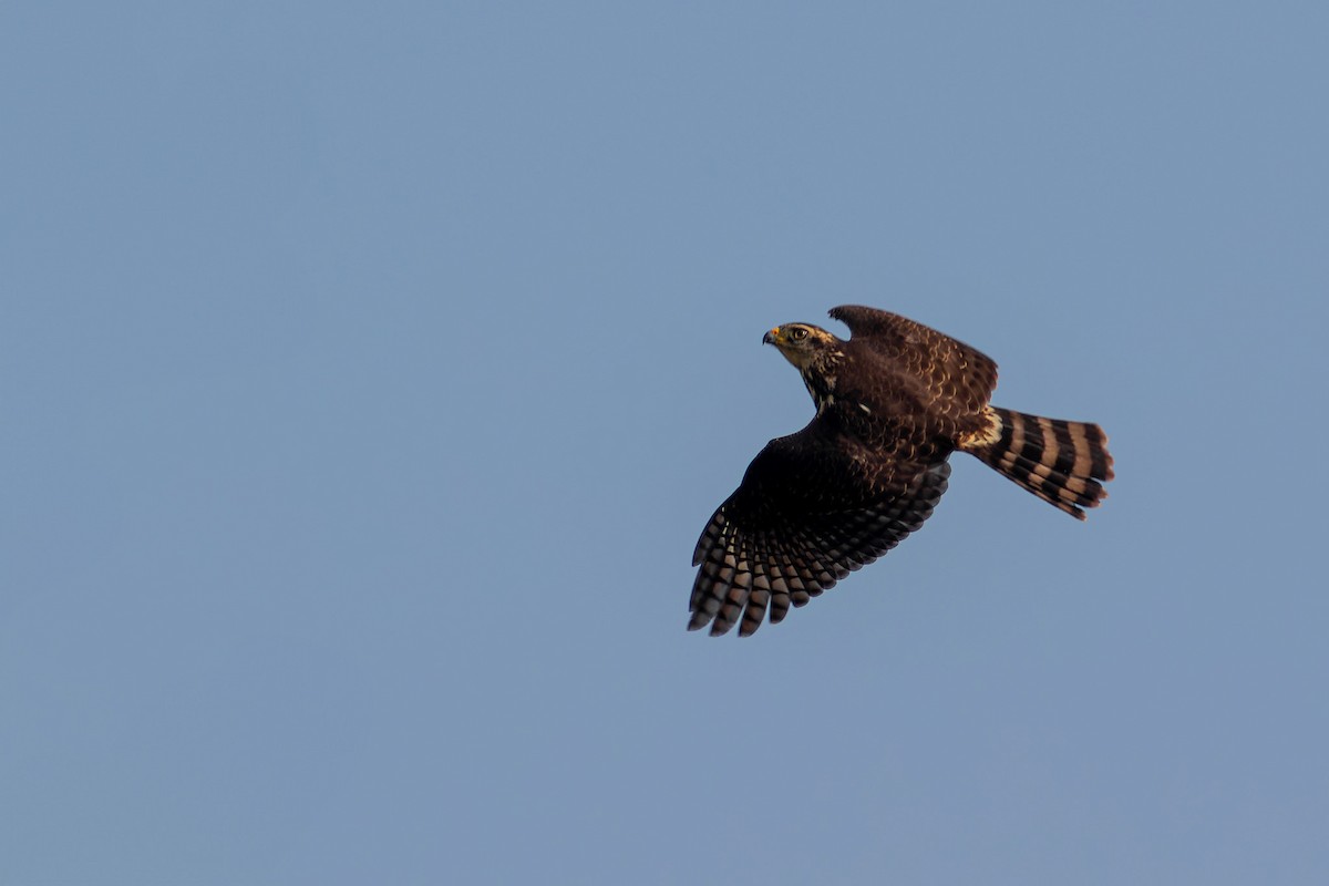 Roadside Hawk - Enéas Junior