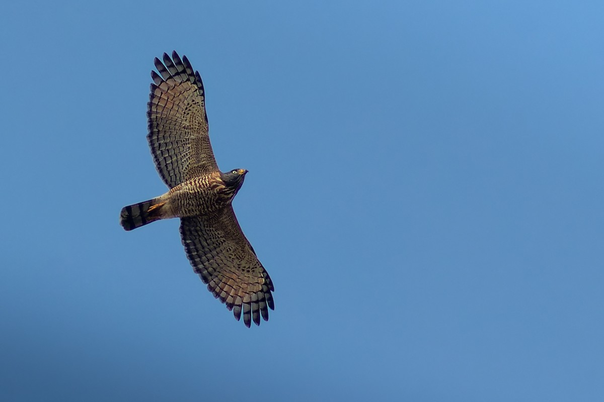 Roadside Hawk - Enéas Junior