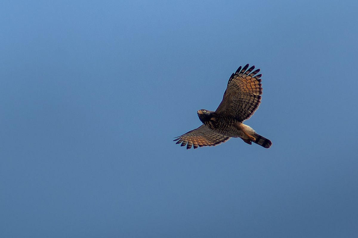 Roadside Hawk - Enéas Junior