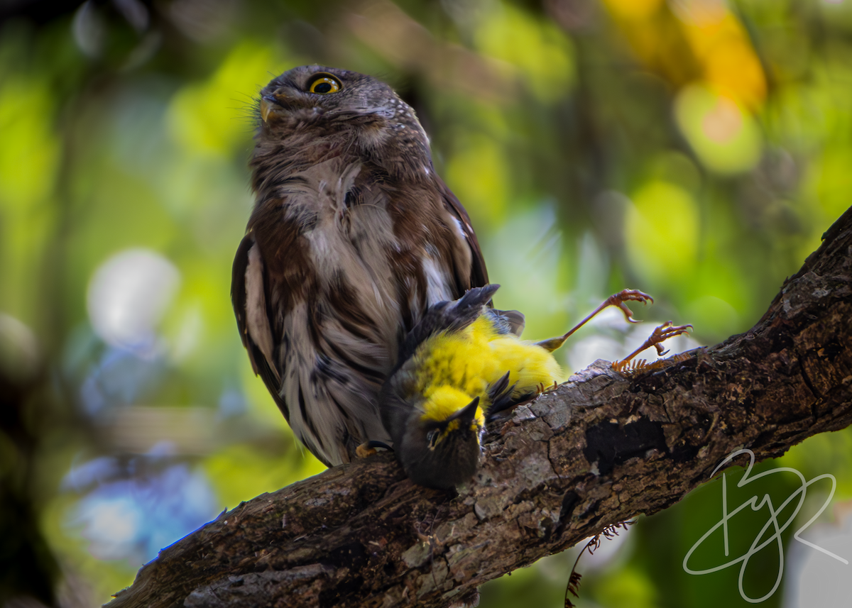 Tamaulipas Pygmy-Owl - Brayan Martínez