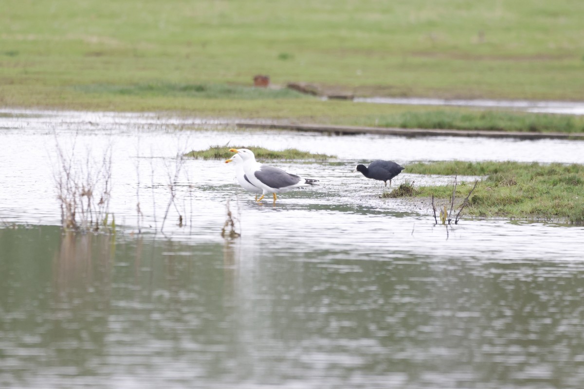 Lesser Black-backed Gull - Gareth Bowes