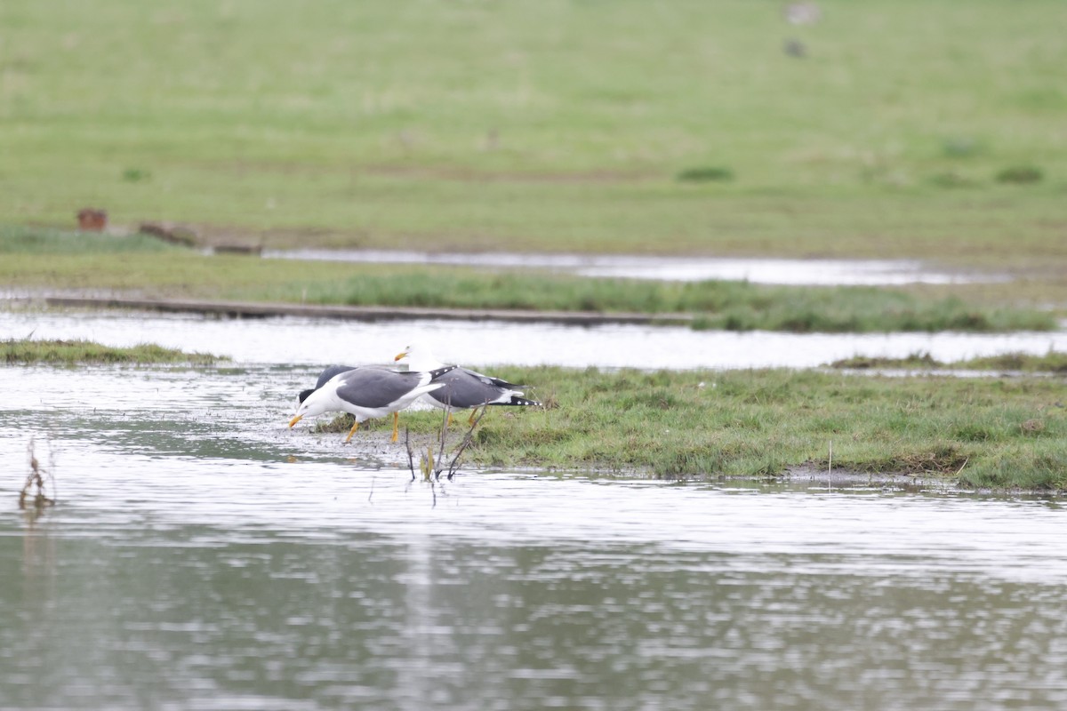 Lesser Black-backed Gull - Gareth Bowes