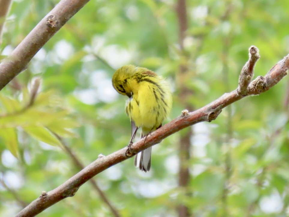 Prairie Warbler - Nathan Petersen