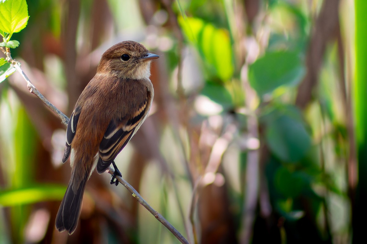 Bran-colored Flycatcher - Enéas Junior