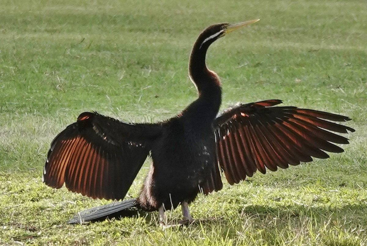 Australasian Darter - Alan Coates