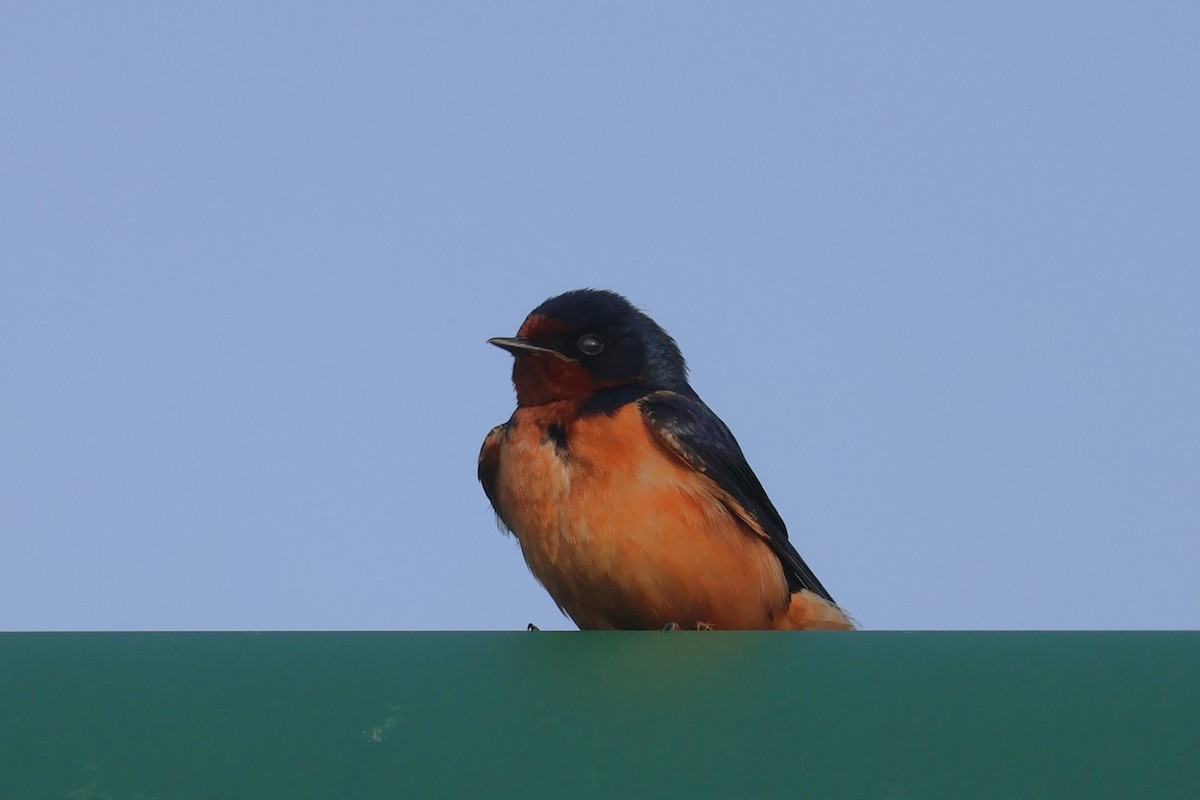 Barn Swallow - Chad Cornish