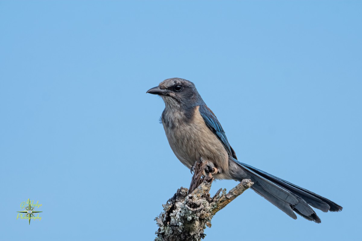 Florida Scrub-Jay - ML619373390