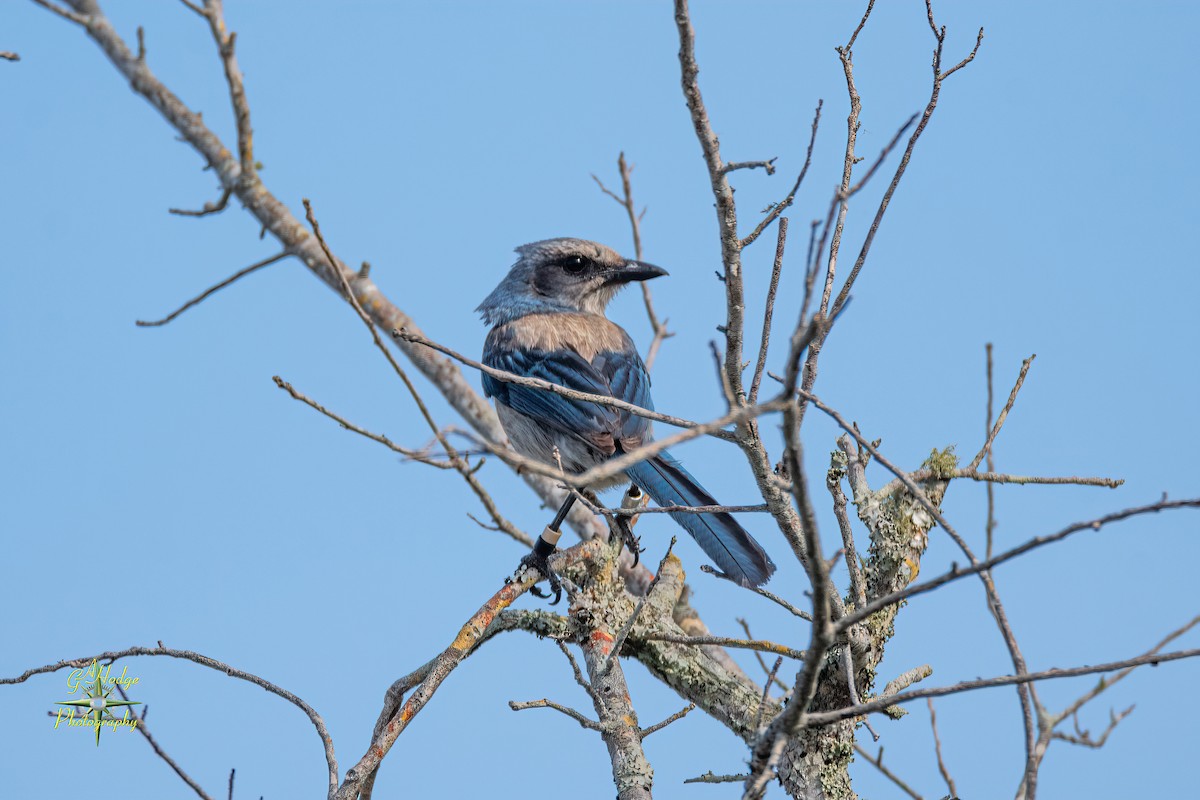 Florida Scrub-Jay - ML619373391