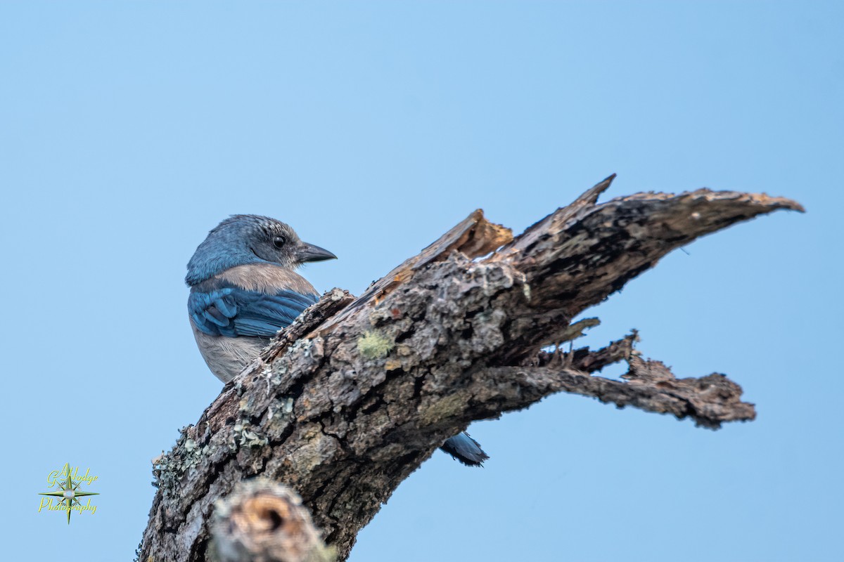 Florida Scrub-Jay - ML619373393