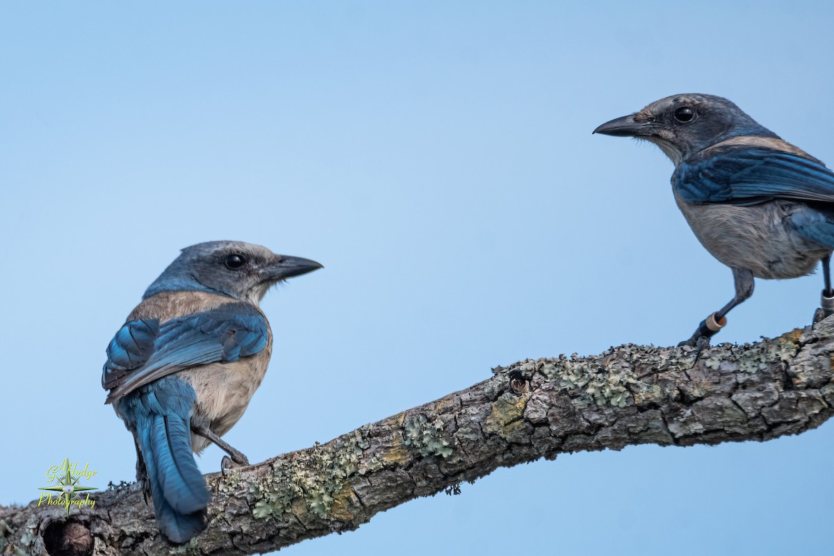 Florida Scrub-Jay - ML619373394