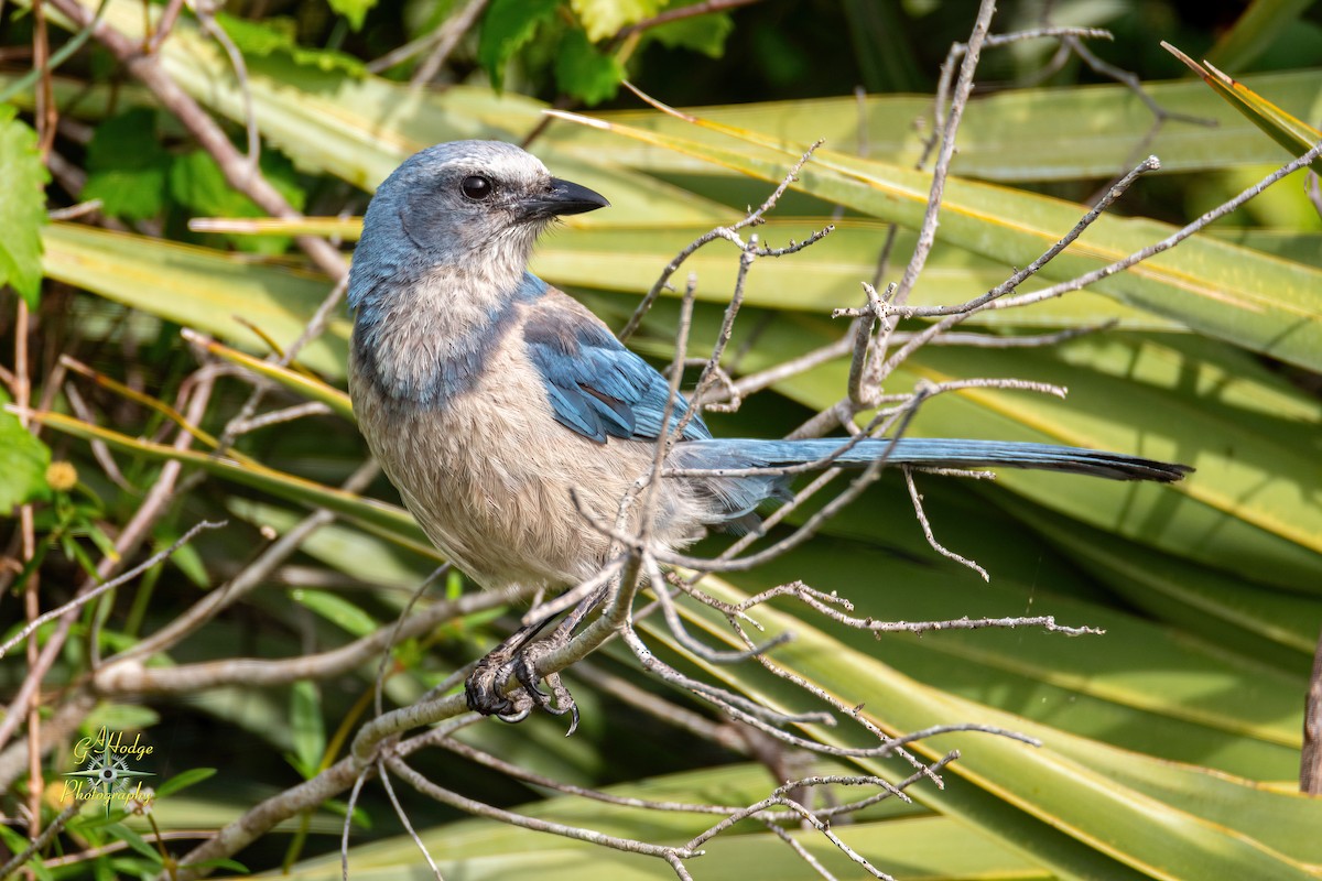 Florida Scrub-Jay - Gary Hodge