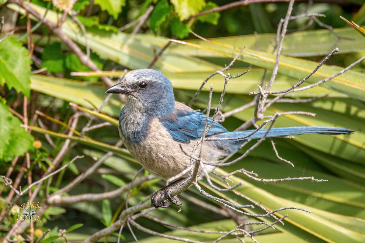 Florida Scrub-Jay - ML619373396