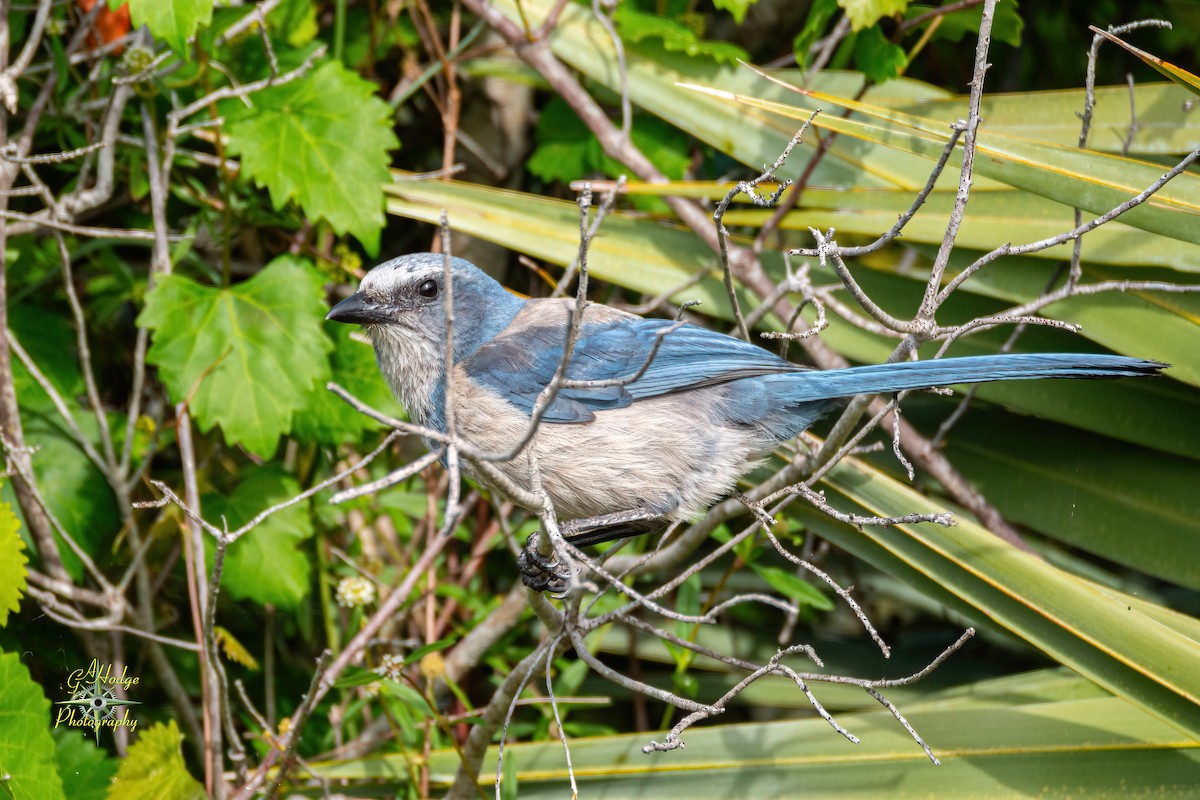 Florida Scrub-Jay - ML619373397