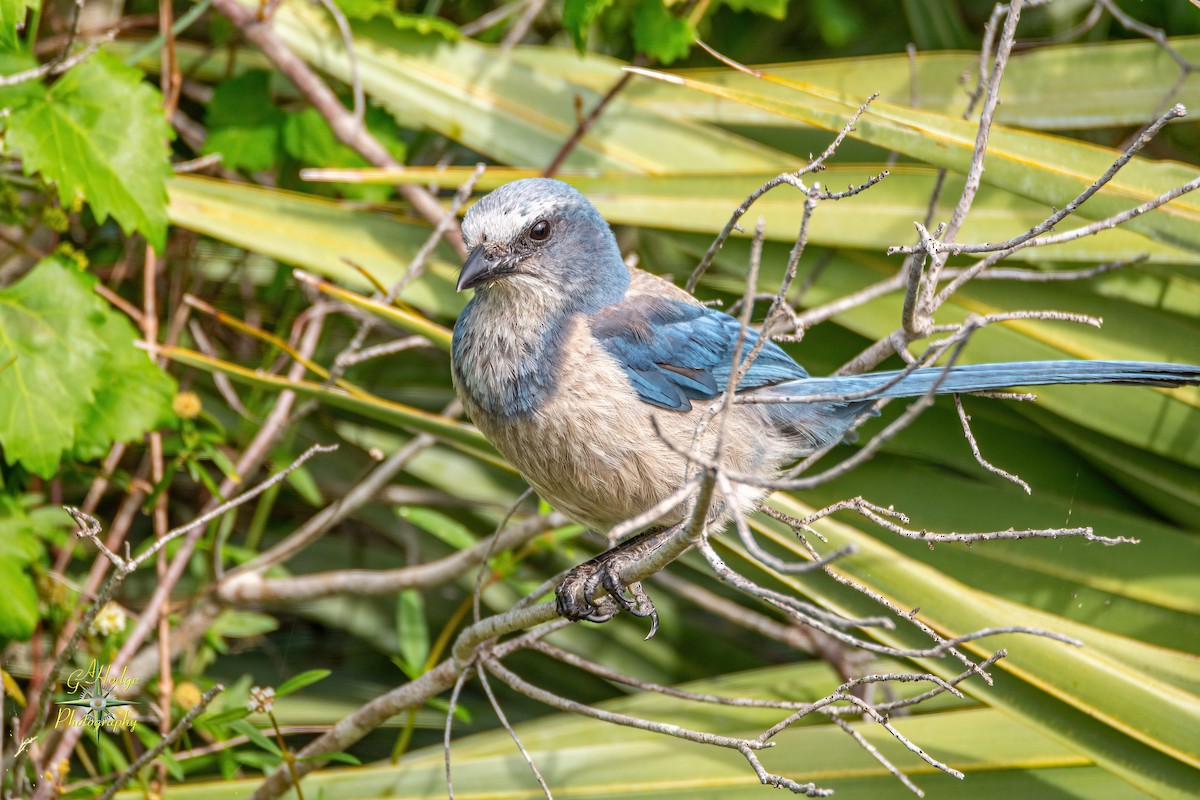 Florida Scrub-Jay - ML619373398