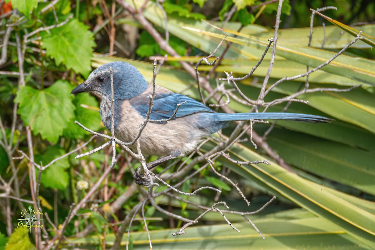 Florida Scrub-Jay - ML619373399