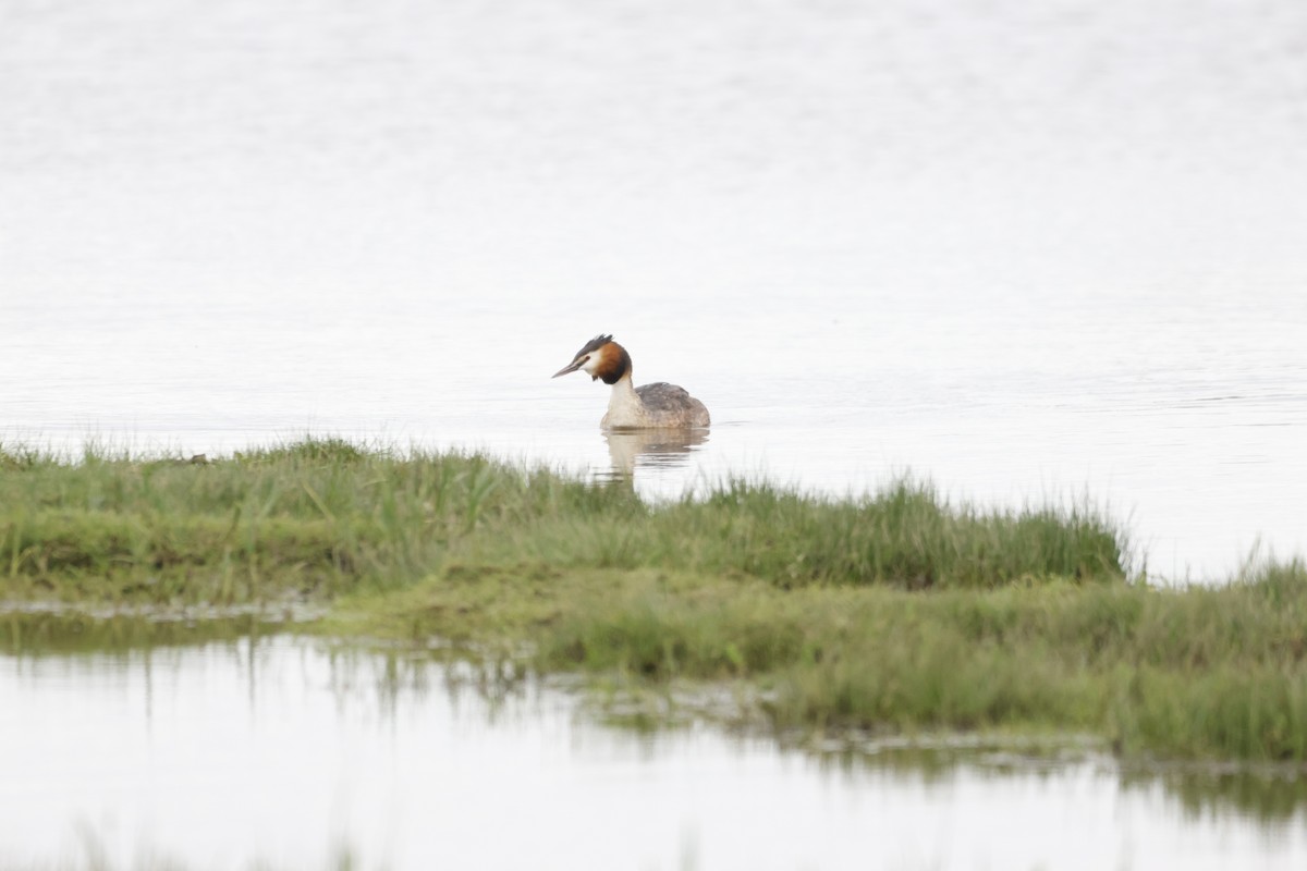 Great Crested Grebe - Gareth Bowes